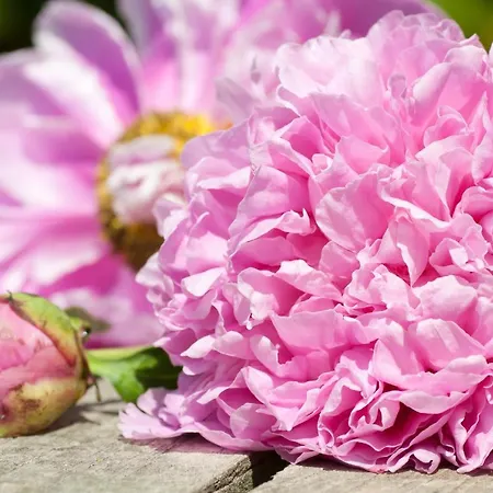 拉费欧里b&b酒店 3* 阿西西